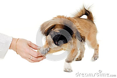 Puppy eating bone Stock Photo