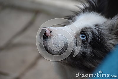 Puppy eyes with a blue glance Stock Photo