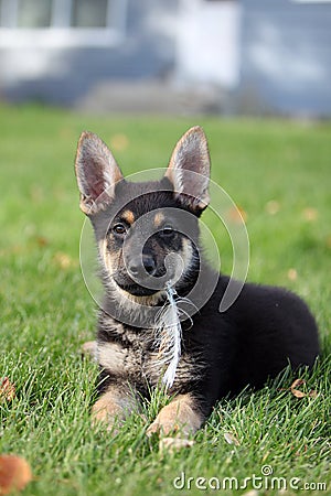 German Shepherd Puppy and Feather Stock Photo