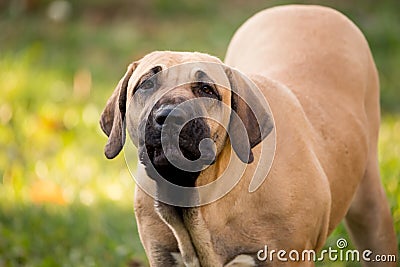 Puppy of Fila Brasileiro (Brazilian Mastiff) Stock Photo