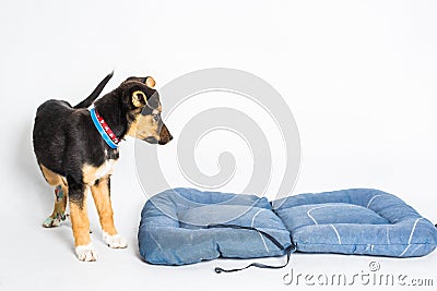 Puppy found hit by car and rescued with injured paws with blue bed on white background Stock Photo