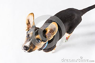 Puppy found hit by car and rescued with injured paws with long ears on white background Stock Photo