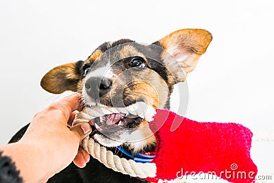 Puppy found hit by car and rescued with injured paws playing with red toy on white background Stock Photo