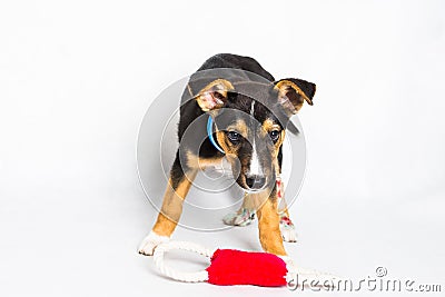 Puppy found hit by car and rescued with injured paws with red toy on white background Stock Photo