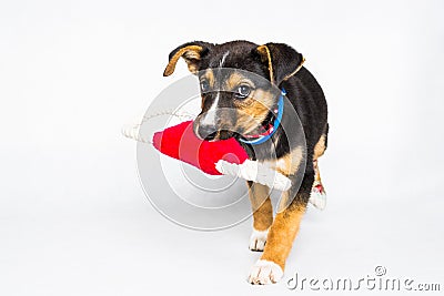 Puppy found hit by car and rescued with injured paws with red toy on white background Stock Photo