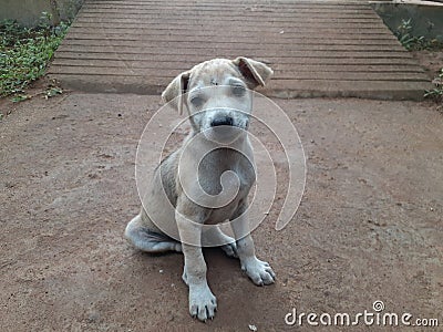 Puppy found on the road. Stock Photo