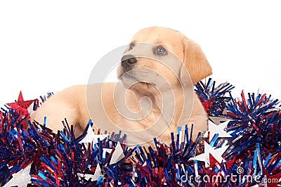 Puppy in fourth of july decorations Stock Photo