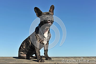 Puppy french bulldog Stock Photo