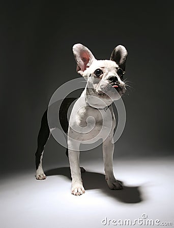 Puppy french bulldog Stock Photo