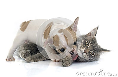 Puppy french bulldog and cat Stock Photo