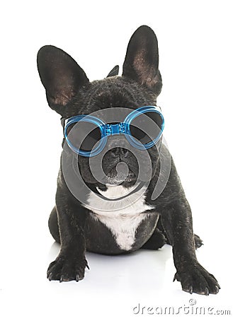Puppy french bulldog and glasses Stock Photo