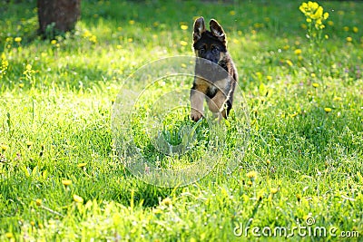 Puppy in the garden Stock Photo