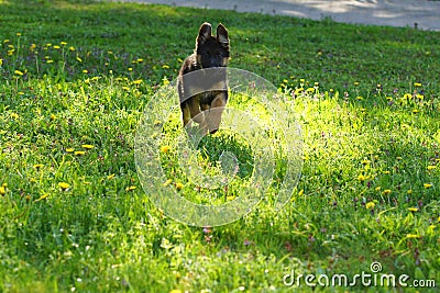 Puppy in the garden Stock Photo