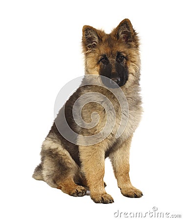 Puppy of german shepard Stock Photo