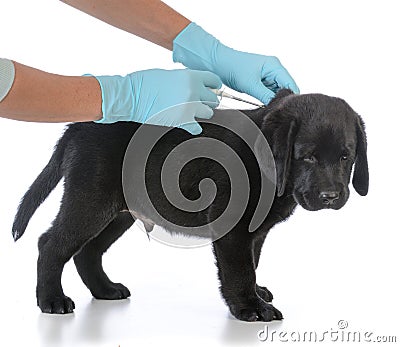 puppy getting microchipped Stock Photo