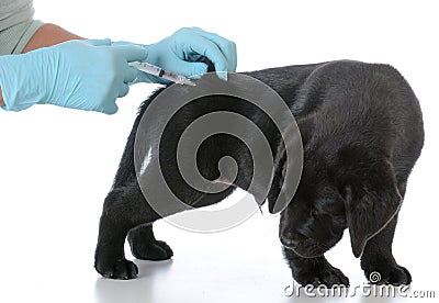 Puppy getting vaccinated Stock Photo