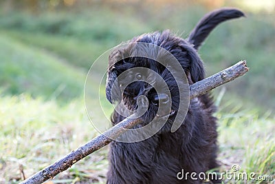 The puppy of Giant Black Schnauzer Dog Stock Photo