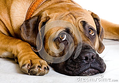 Puppy of girl of 8 months boerboel Stock Photo