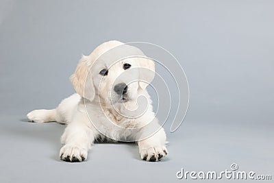 Puppy golden retreiver Stock Photo