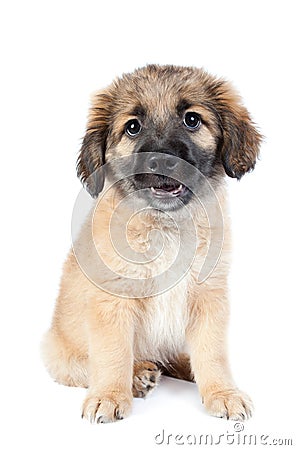 Puppy of a golden retriever shepherd. dog close-up Stock Photo