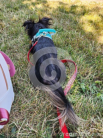 Puppy grass summer adventure time Stock Photo