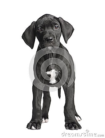 Puppy Great Dane (2 months) Stock Photo