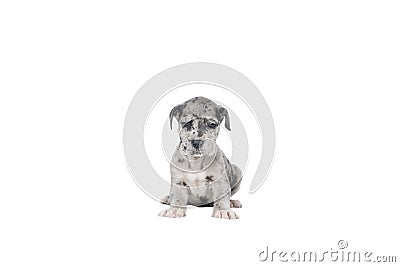 A puppy of the Great Dane Dog or German Dog, the largest dog breed in the world, Harlequin fur, white with black spots, sitting Stock Photo