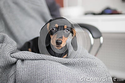 Puppy on grey knitted background lies and looking at t Stock Photo