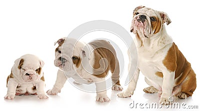 Puppy growth Stock Photo