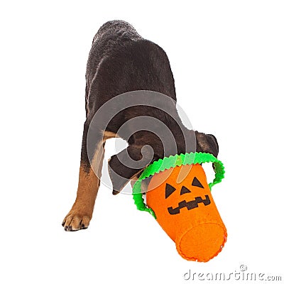 Puppy with head in Haloween pumpkin basket Stock Photo