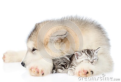 Puppy hugs sleepy kitten. isolated on white background Stock Photo