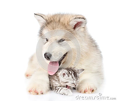 Puppy hugs yawning kitten. isolated on white background Stock Photo