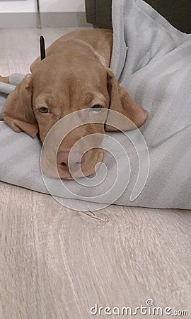 Dogs slumber Stock Photo