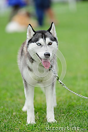 puppy of husky dog On a green grass Stock Photo