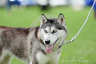 puppy of husky dog on the blurred background Stock Photo
