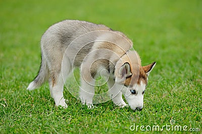 puppy of husky dog Stock Photo