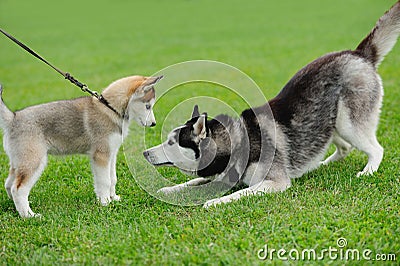 puppy of husky dog Stock Photo