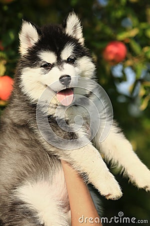 Puppy husky . portrait Stock Photo