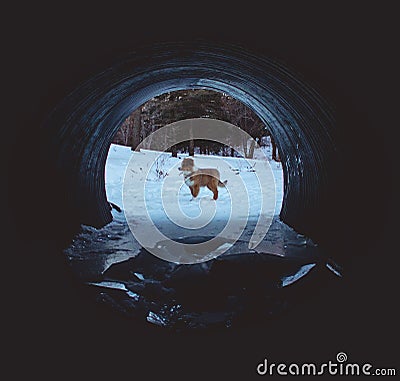 Puppy in an Icy Tunnel Stock Photo