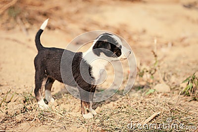 Puppy of indian domestic dogIndian pariah dog Stock Photo