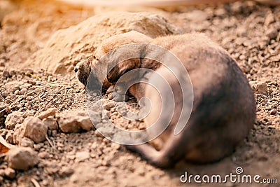 Puppy of indian domestic dogIndian pariah dog Stock Photo