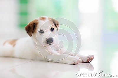 Puppy indoors. Dog playing on the floor. Home pet Stock Photo