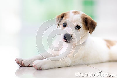 Puppy indoors. Dog playing on the floor. Home pet Stock Photo