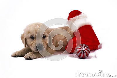 Puppy isolated with christmas toys and sock Stock Photo