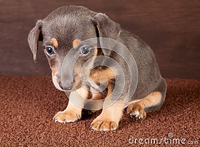 Puppy jack russel Stock Photo