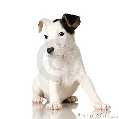 Puppy Jack russel Stock Photo