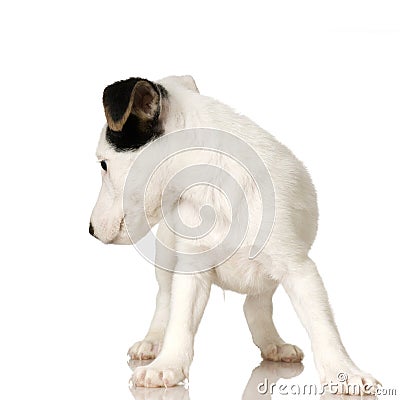 Puppy Jack russel Stock Photo