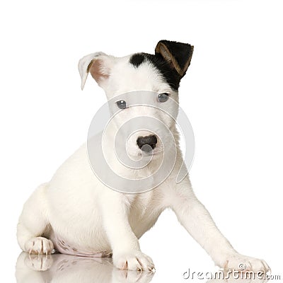 Puppy Jack russel Stock Photo