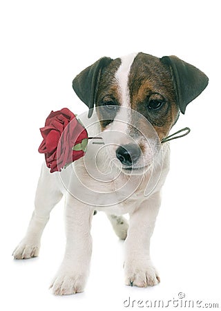 Puppy jack russel terrier Stock Photo