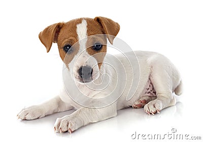 Puppy jack russel terrier Stock Photo